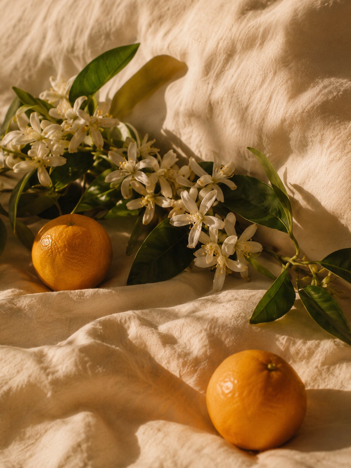 Flores de laranjeira e mandarinas sobre tecido dourado, notas do perfume 2660