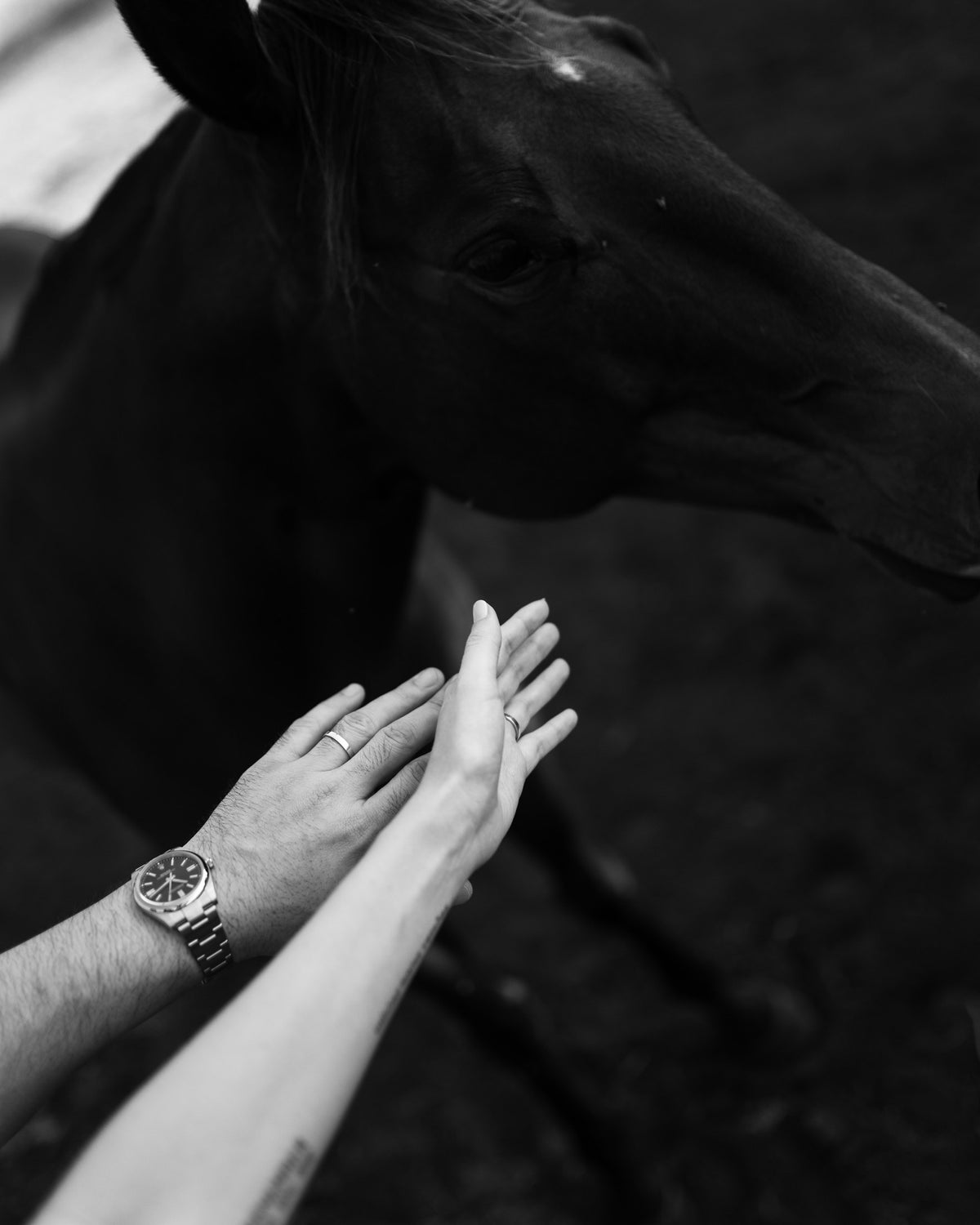Mãos acariciando um cavalo, em preto e branco, no ensaio de Caroline Duó.