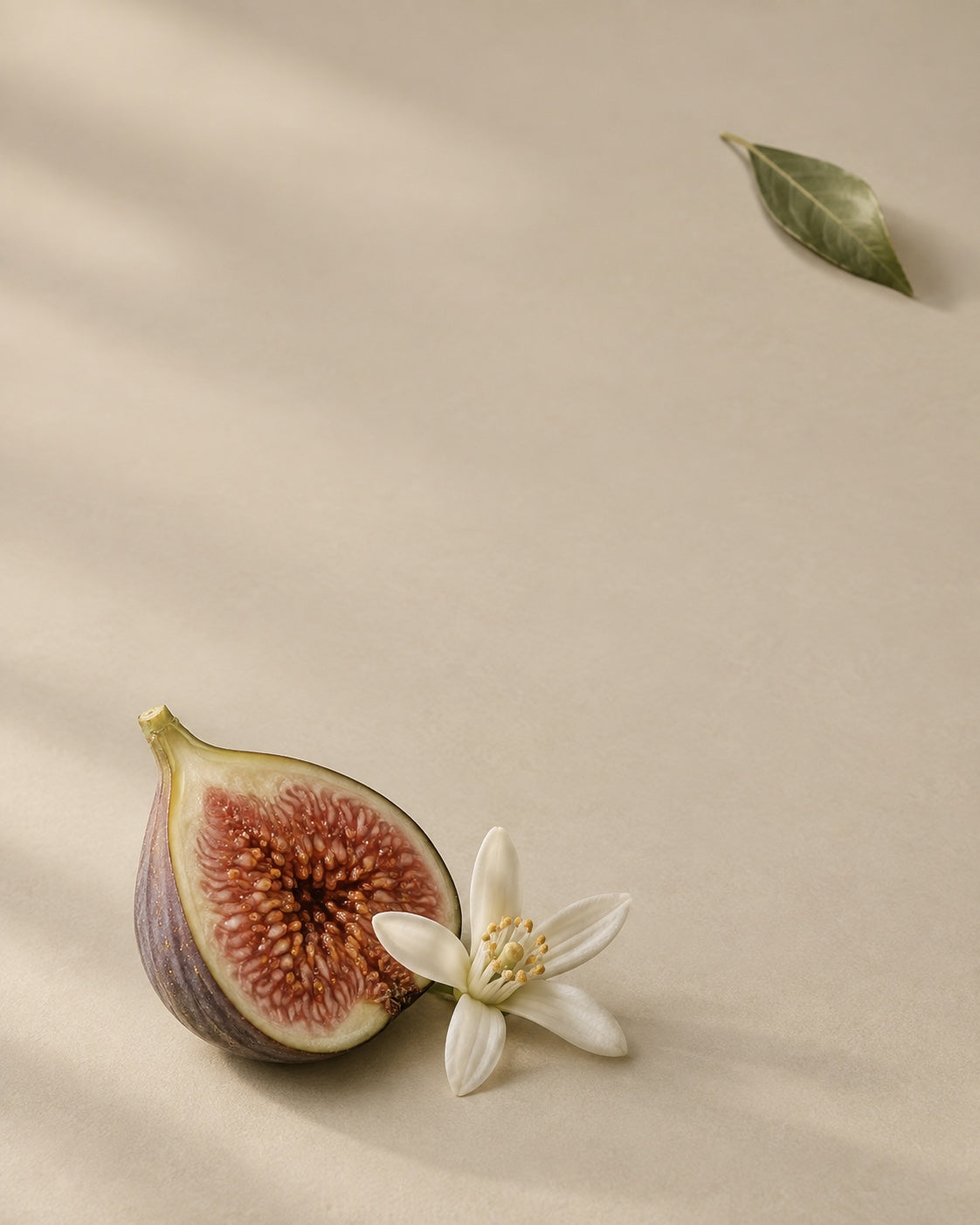 Figo e flor branca em composição botânica minimalista — Caroline Duó