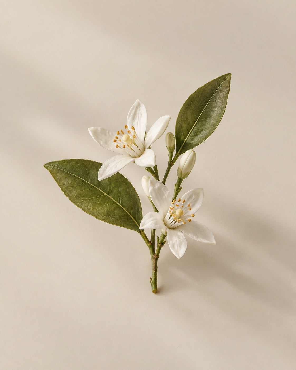 Ramo delicado de flor de laranjeira — referência olfativa do néroli